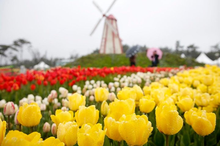 Taean Tulip Festival and Strawberry Picking Day Tour from Seoul - Photo 1 of 10
